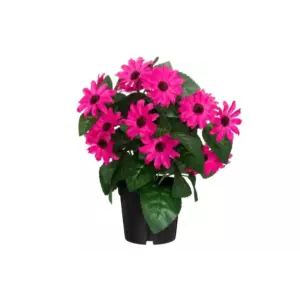4LIVING TÄHTISILMÄ RUUKUSSA FUKSIA