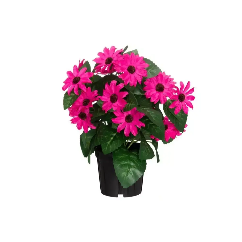 4LIVING TÄHTISILMÄ RUUKUSSA FUKSIA
