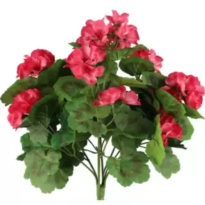 4LIVING BELARGONIA KIMPPU TUMMA PINKKI