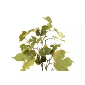 4LIVING VAAHTERA OKSA VIHREÄ 74 CM